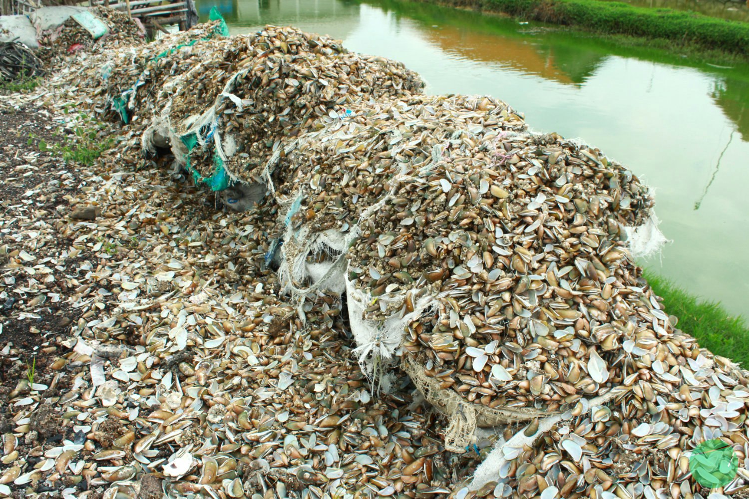 Cover Image for Utilization of Shellfish Waste as Building Construction Materials, Livestock Feed and Organic Fertilizer