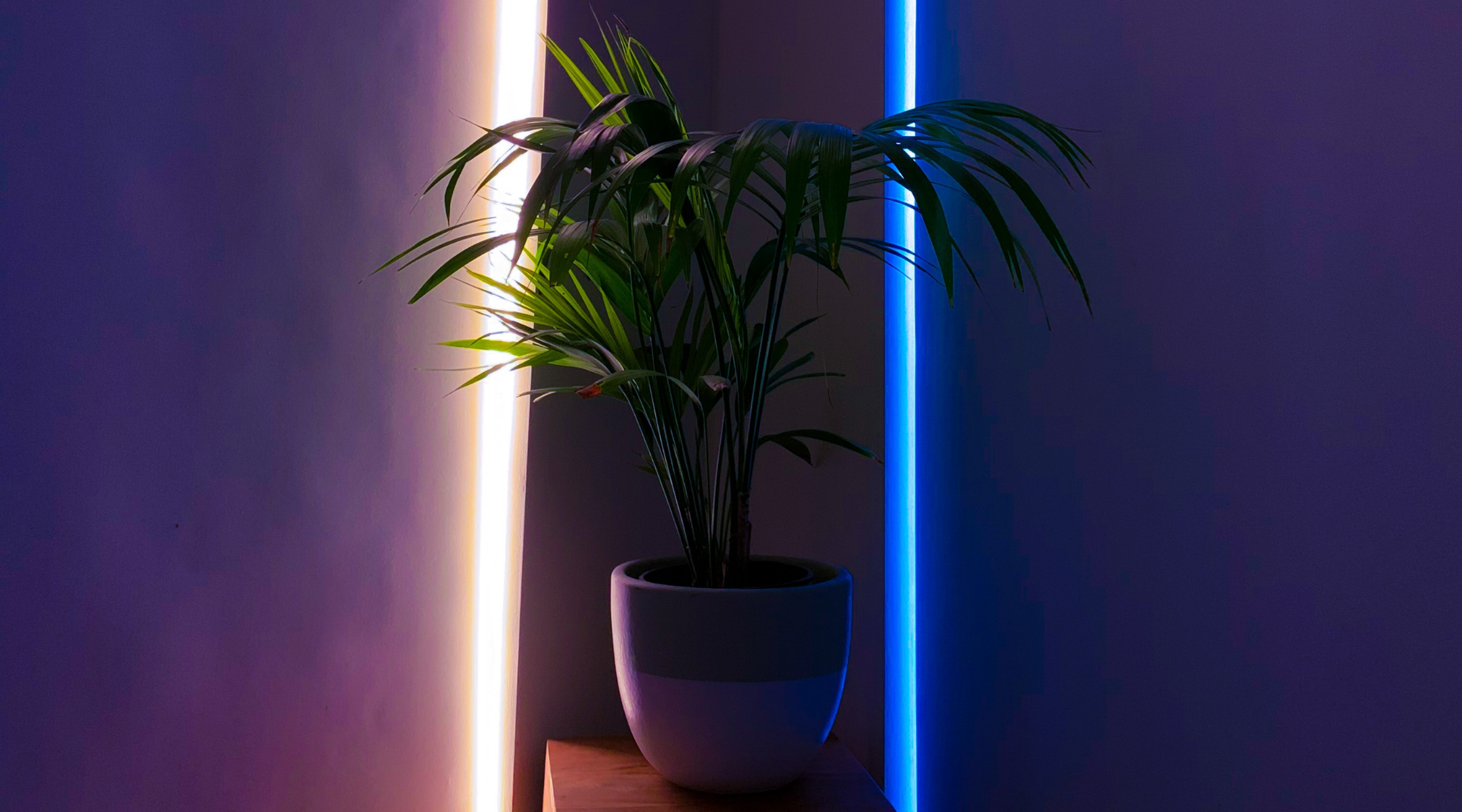 korbmarante pflanze Korbmarante 'Calathea ornata'