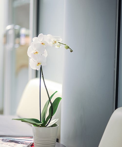 Canadian Plastic Surgery Centre Interior Flowers