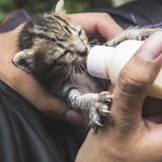 Feed Orphaned Kittens