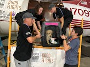 Fly a Pet to a New Home