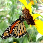 Plant a Tree for Monarch Butterflies