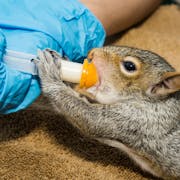 Bottle Feed an Orphaned Baby Squirrel