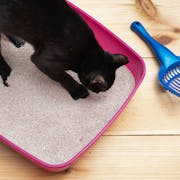 Kitty Litter for Shelter Cats