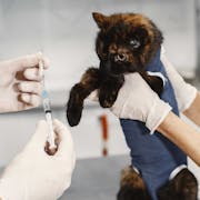 Vaccinate a Shelter Pet