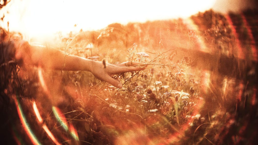 A person's hand brushing against a field of wildflowers