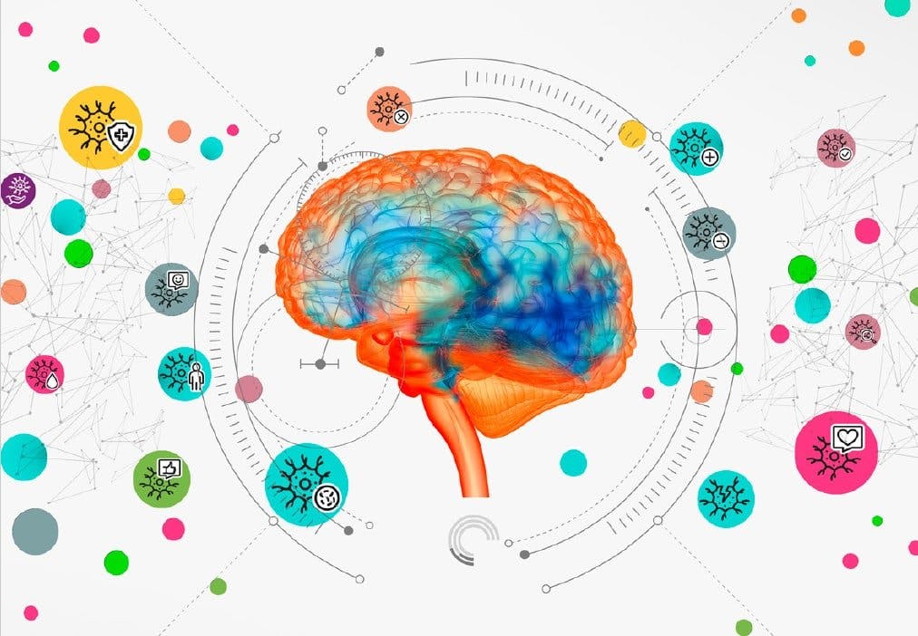 L'illustrazione di un cervello circondato da vari nculei neurali differenti.