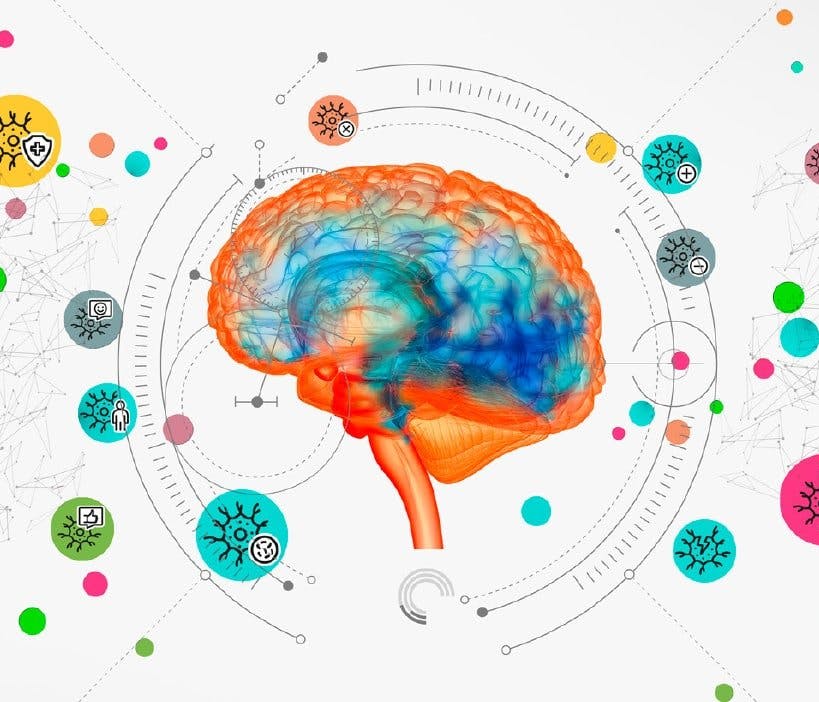 L'illustrazione di un cervello circondato da vari nculei neurali differenti.