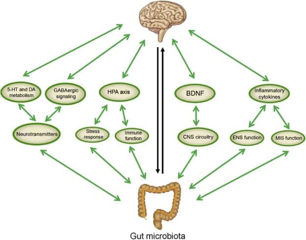 Schema del microbiota intestinale