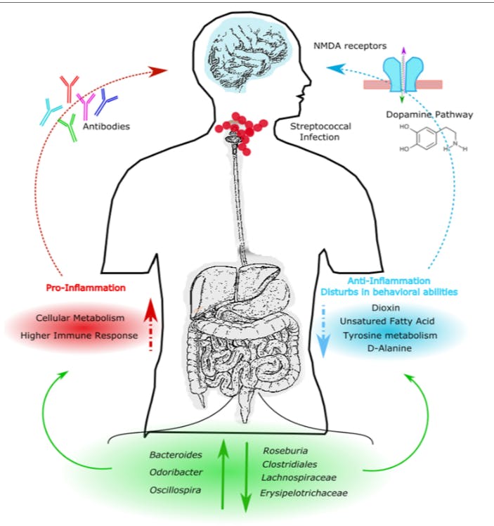 Image explaining the functioning of the altered gut microbiota in PANS/PANDAS subjects