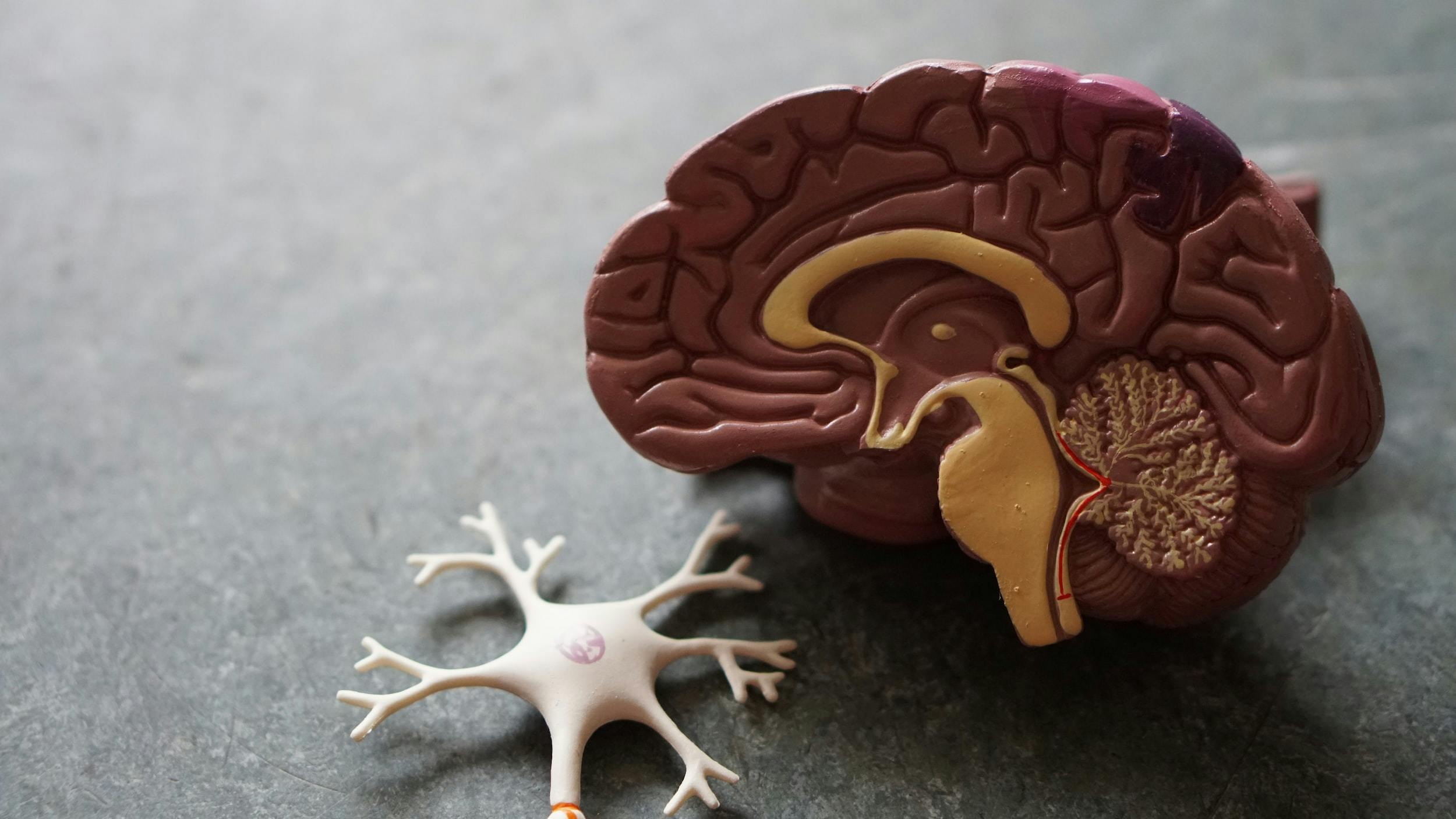 Plastic model of an open brain along its midsection.