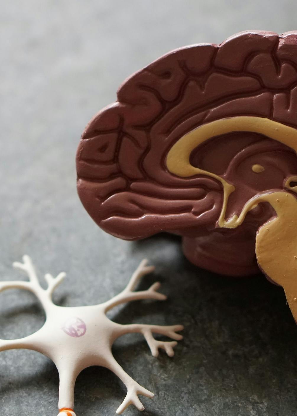Plastic model of an open brain along its midsection.