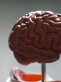 Plastic model of a brain.