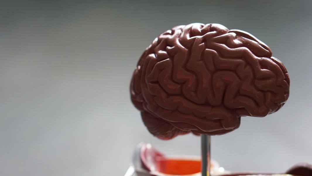 Plastic model of a brain.