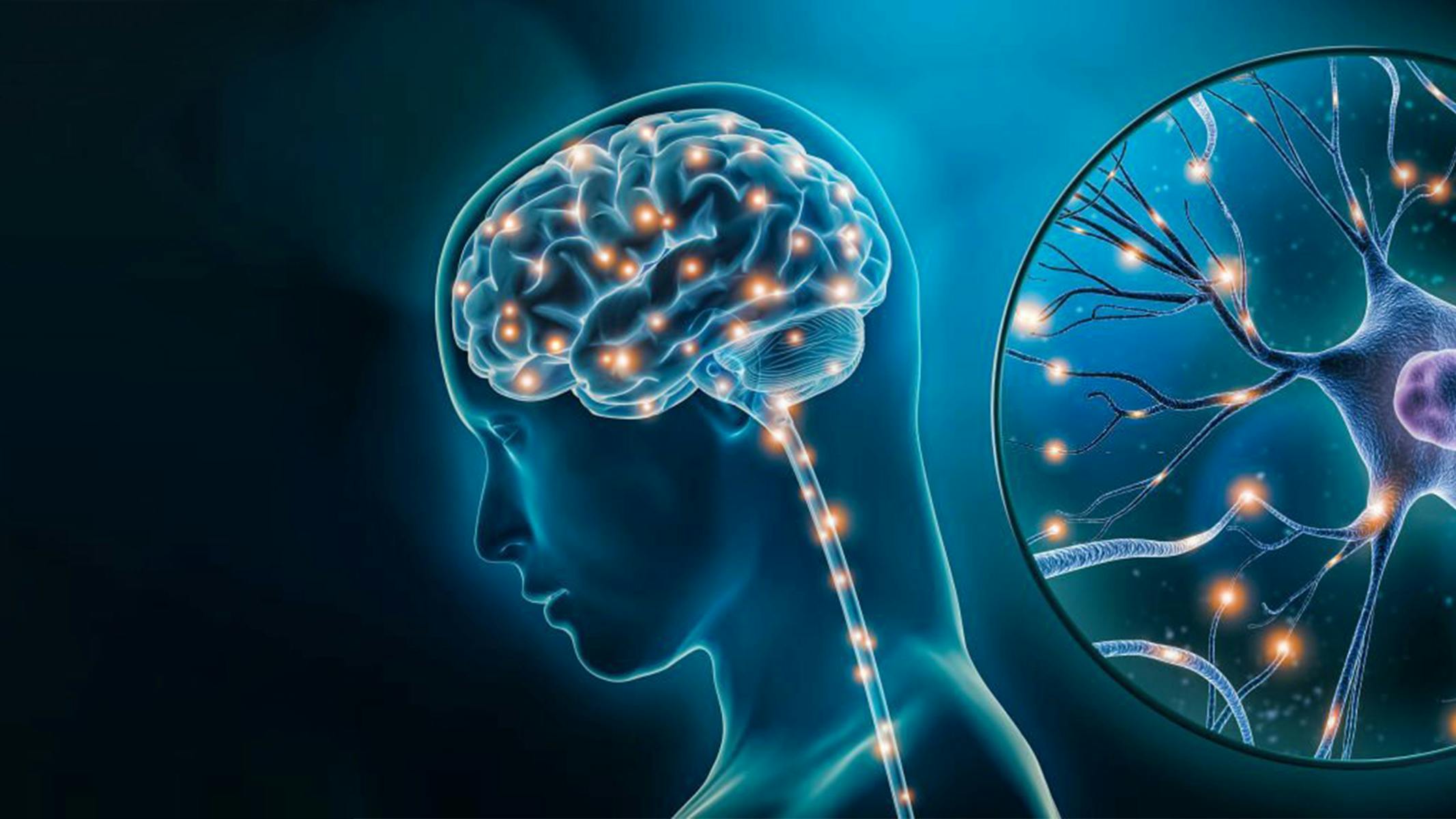 Rappresentazione grafica di un cervello umano e dell'attività delle cellule neuronali.
