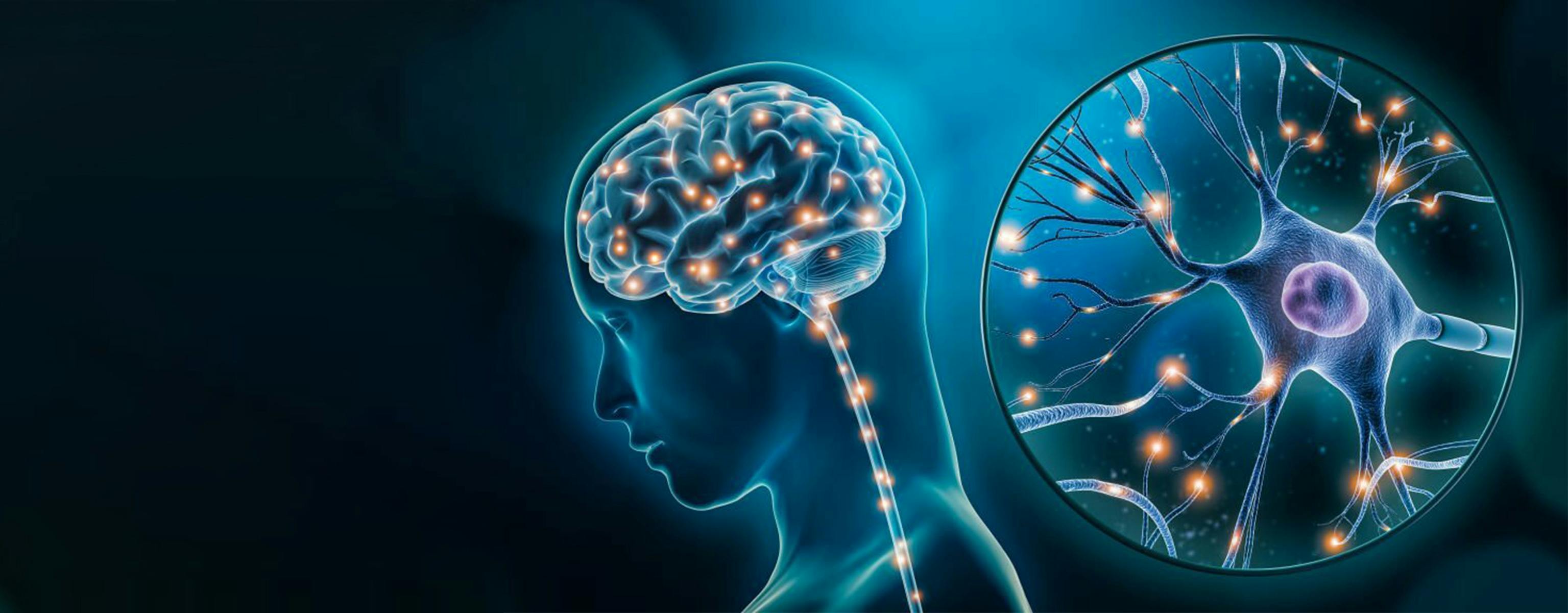 Graphic representation of a human brain and the activity of neuronal cells.