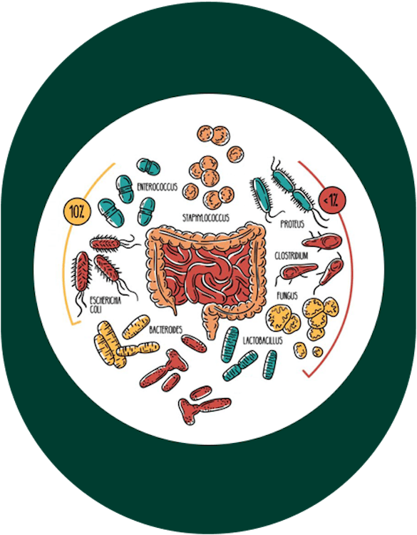 Stomach