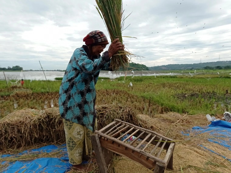 Cover Image for POLITIK SWASEMBADA BERAS DI INDONESIA: SEBUAH TITIK KAJIAN AWAL