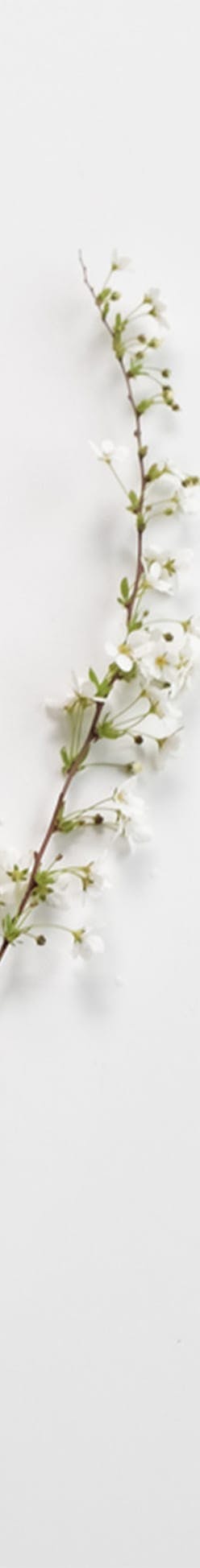 there is a small branch of a plant with white flowers