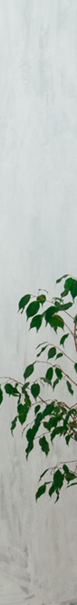 leaves on branch against white background