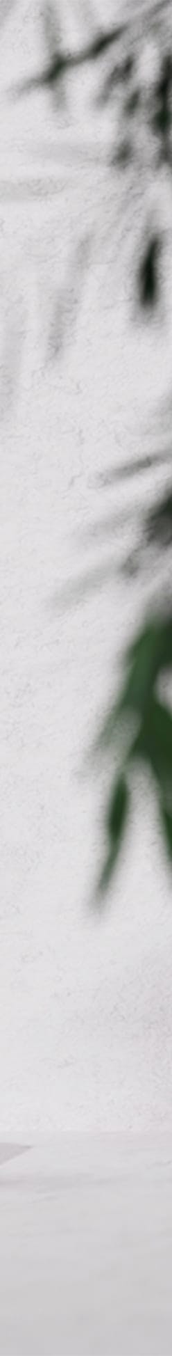 close up of leaves on white background