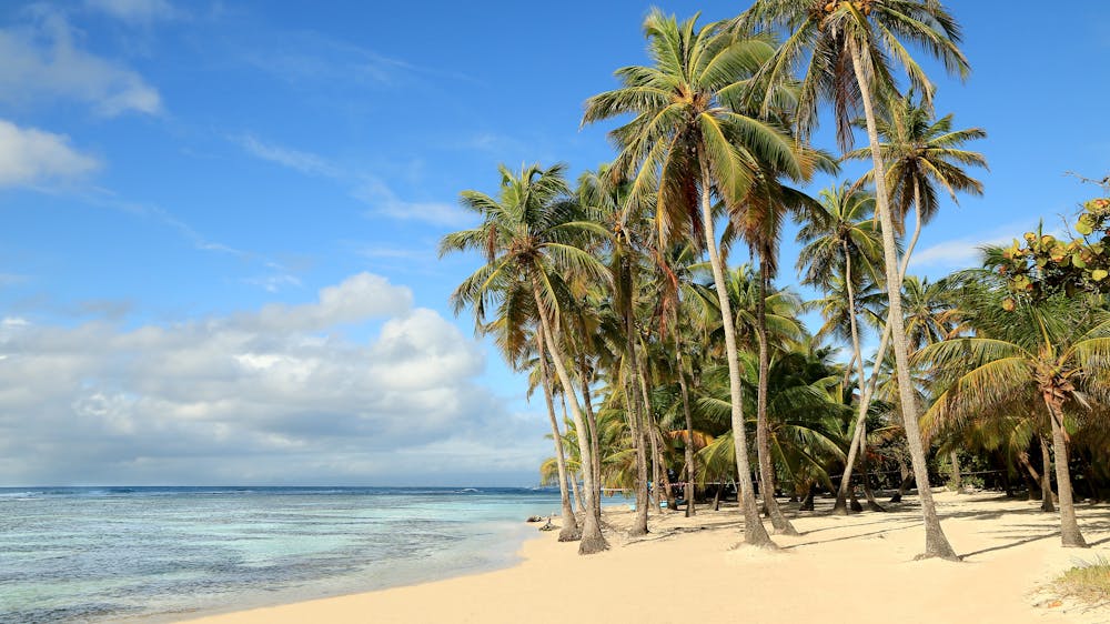beach palm trees