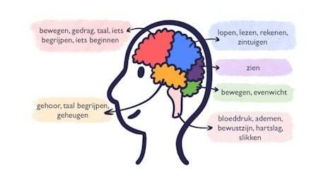 Op deze illustratie is te zien welke functies hersenen allemaal hebben en waar dit in de hersenen zit.