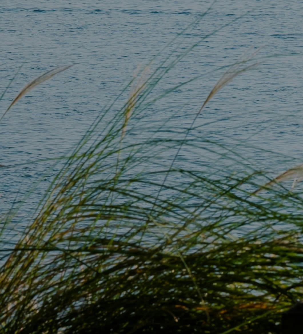 a photo of reeds in front of a lake