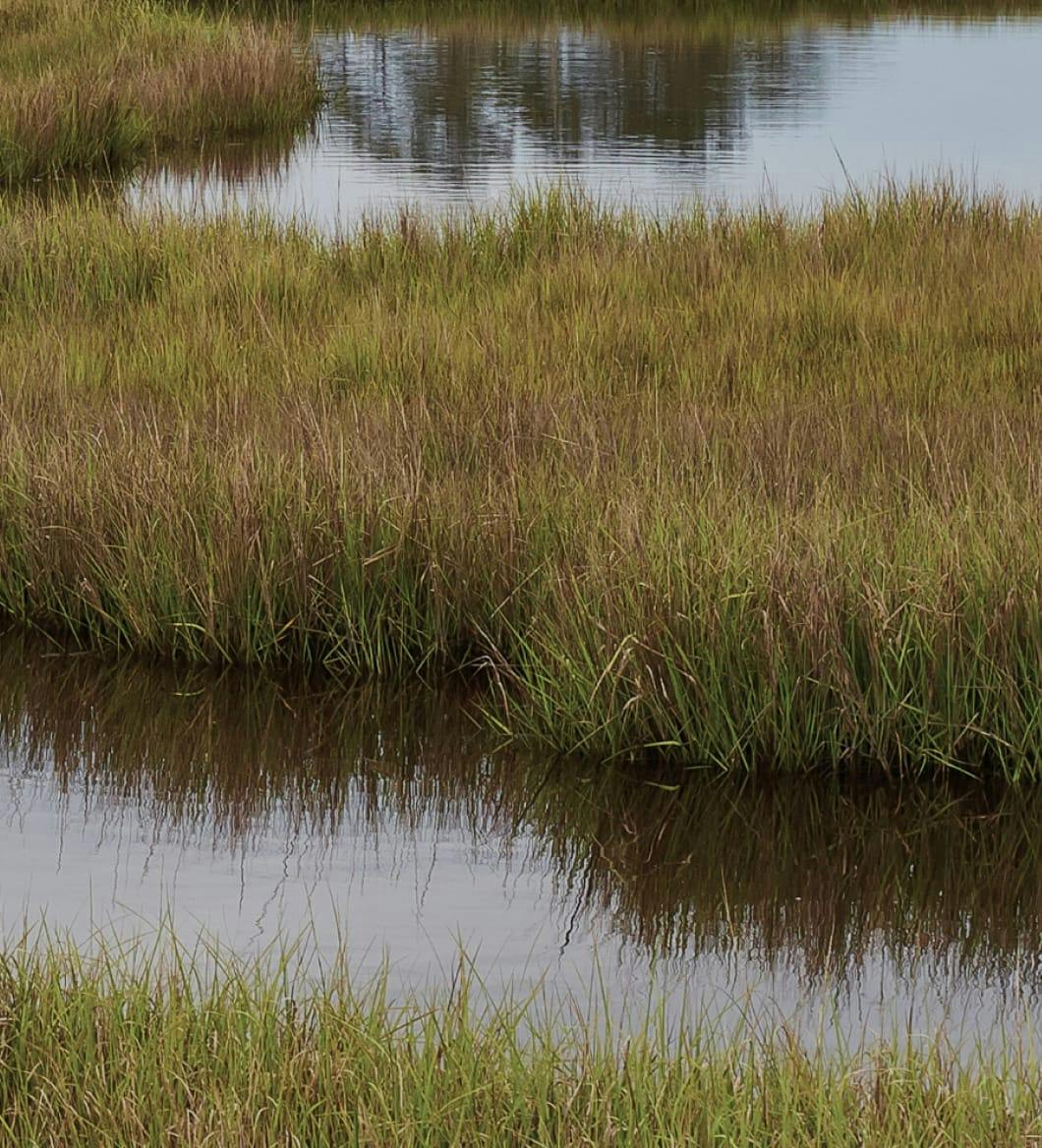 a marsh with grass growing out of the water