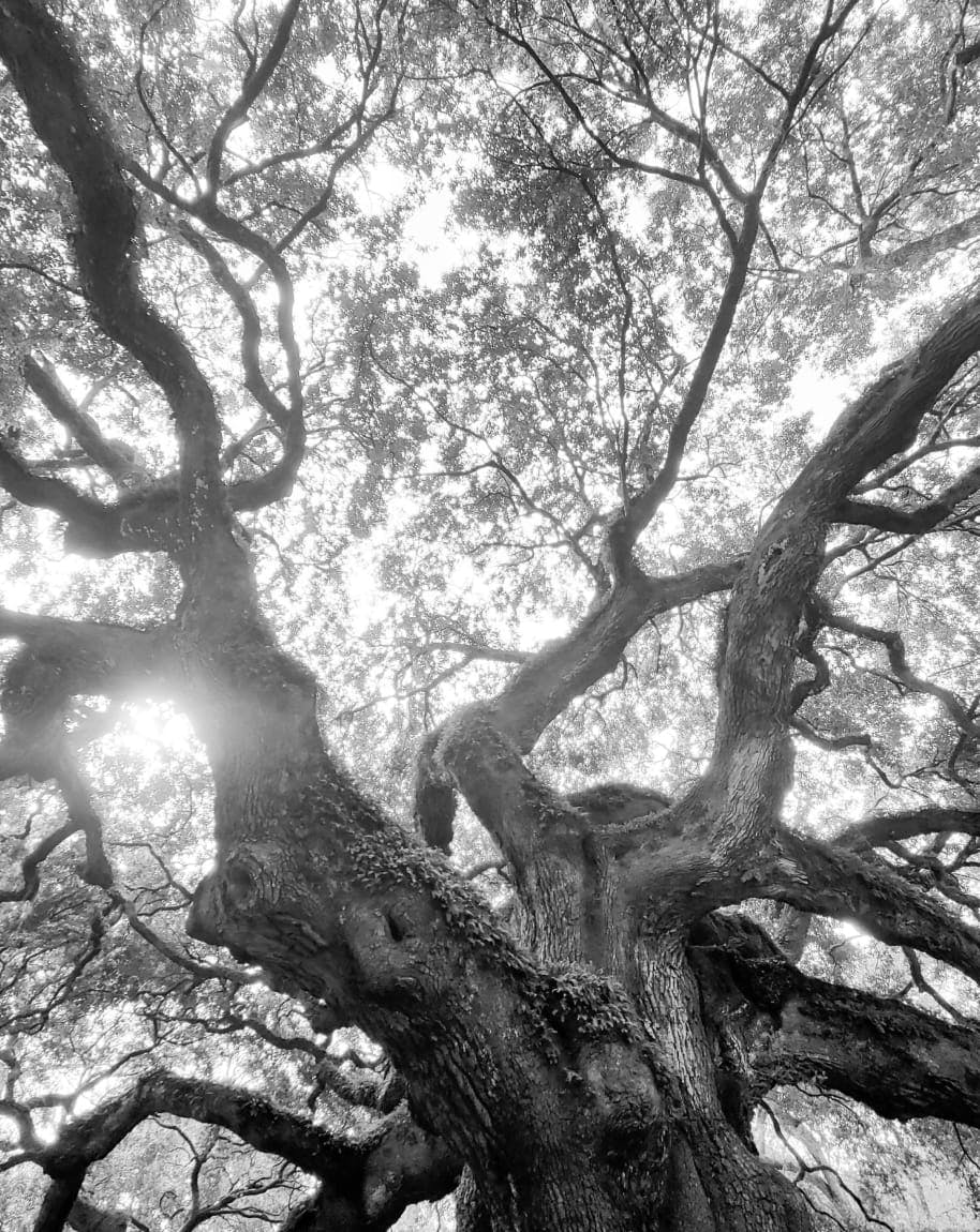 Black and white image of a tree from below