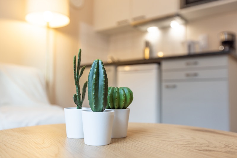 vue sur les cactus dans l'appartement rénové de Victor
