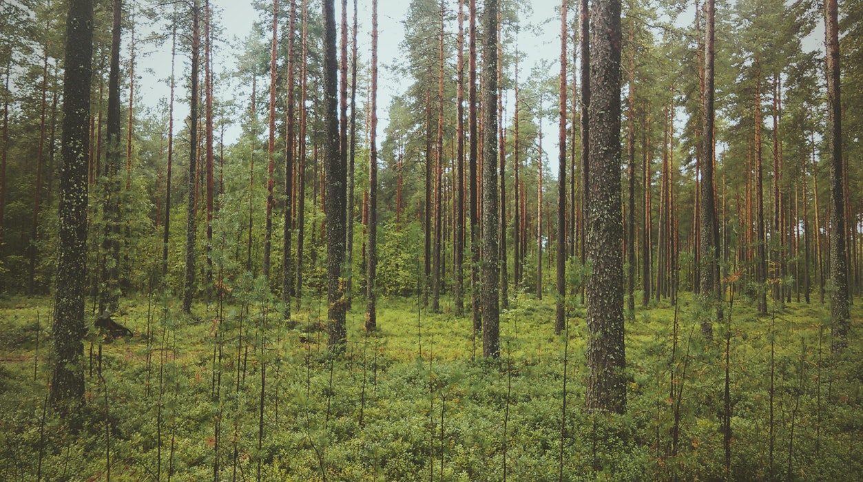 Carbon neutrality at Adarga