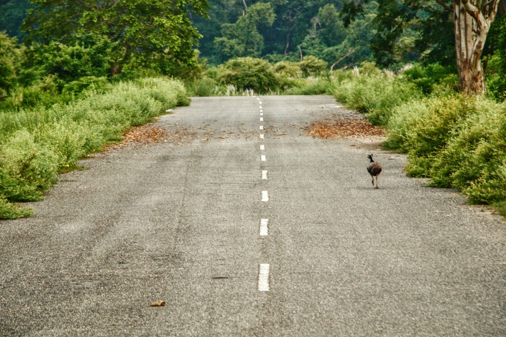 peacock on road