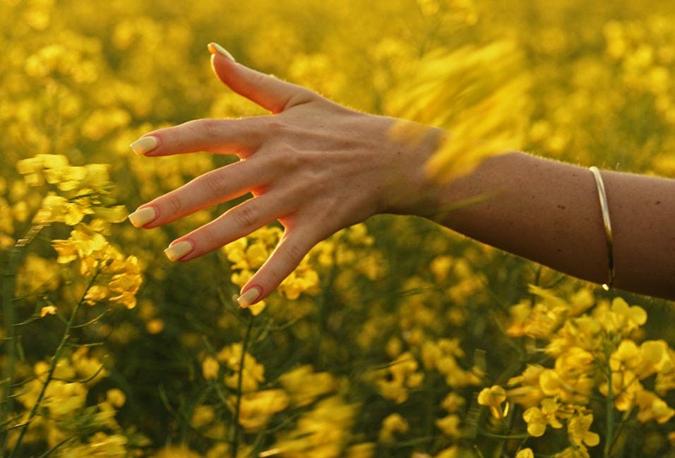 A Hand Amongst Yellow Flowers