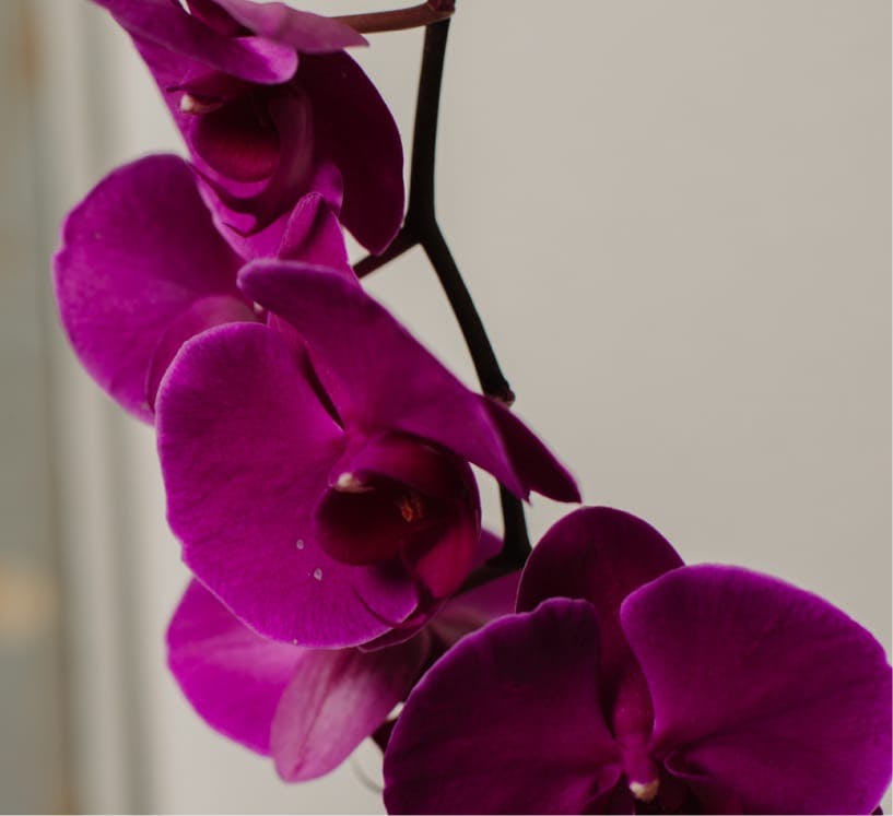 purple orchids