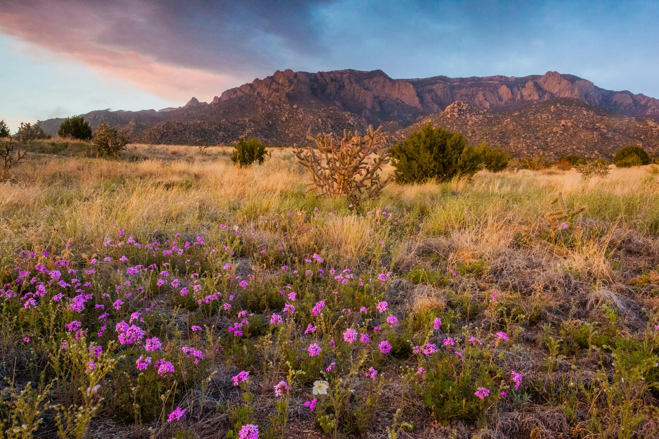 field with flowers and a mountain in the background