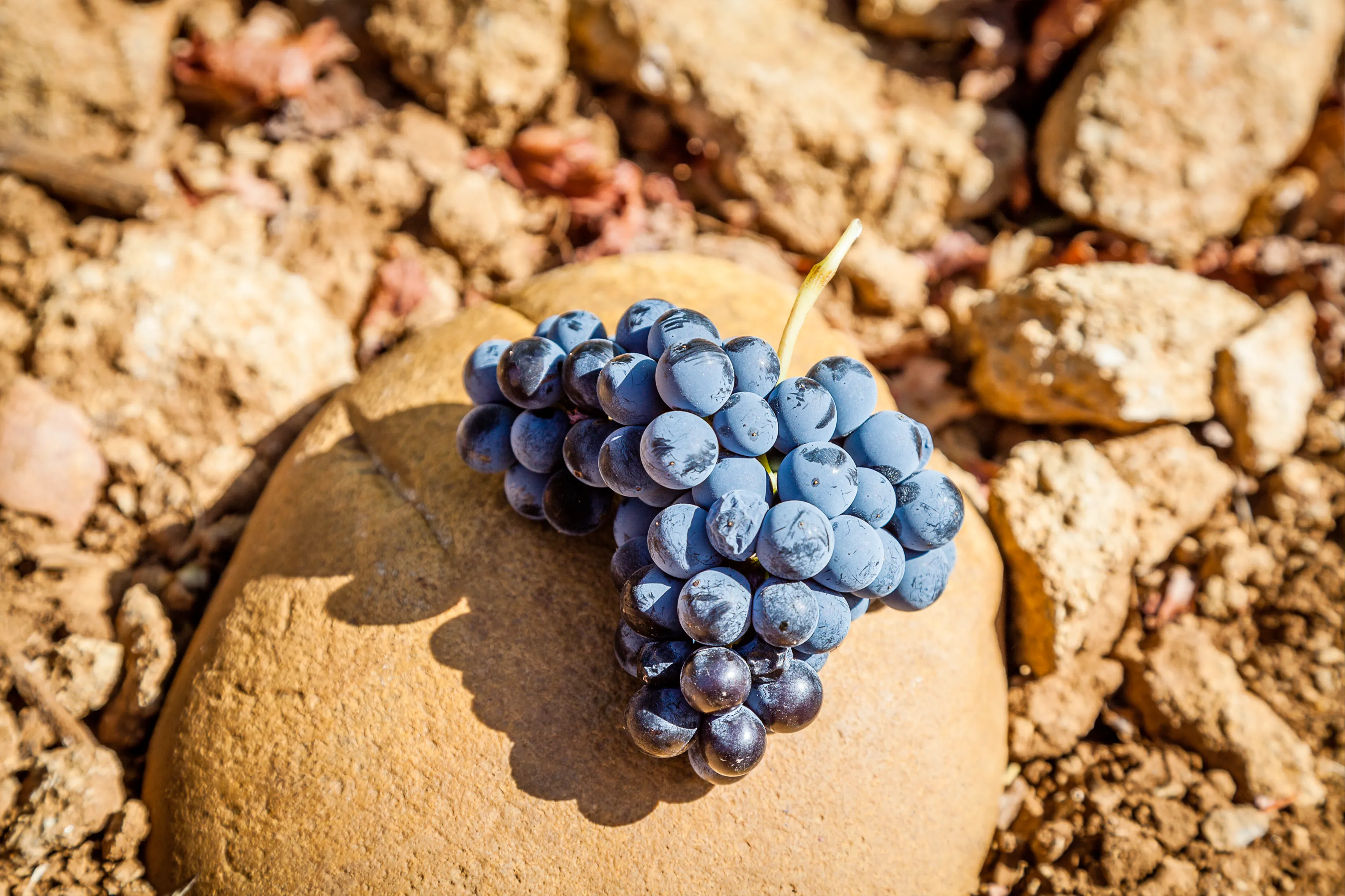 Grappe de Grenache du Château de Nalys.