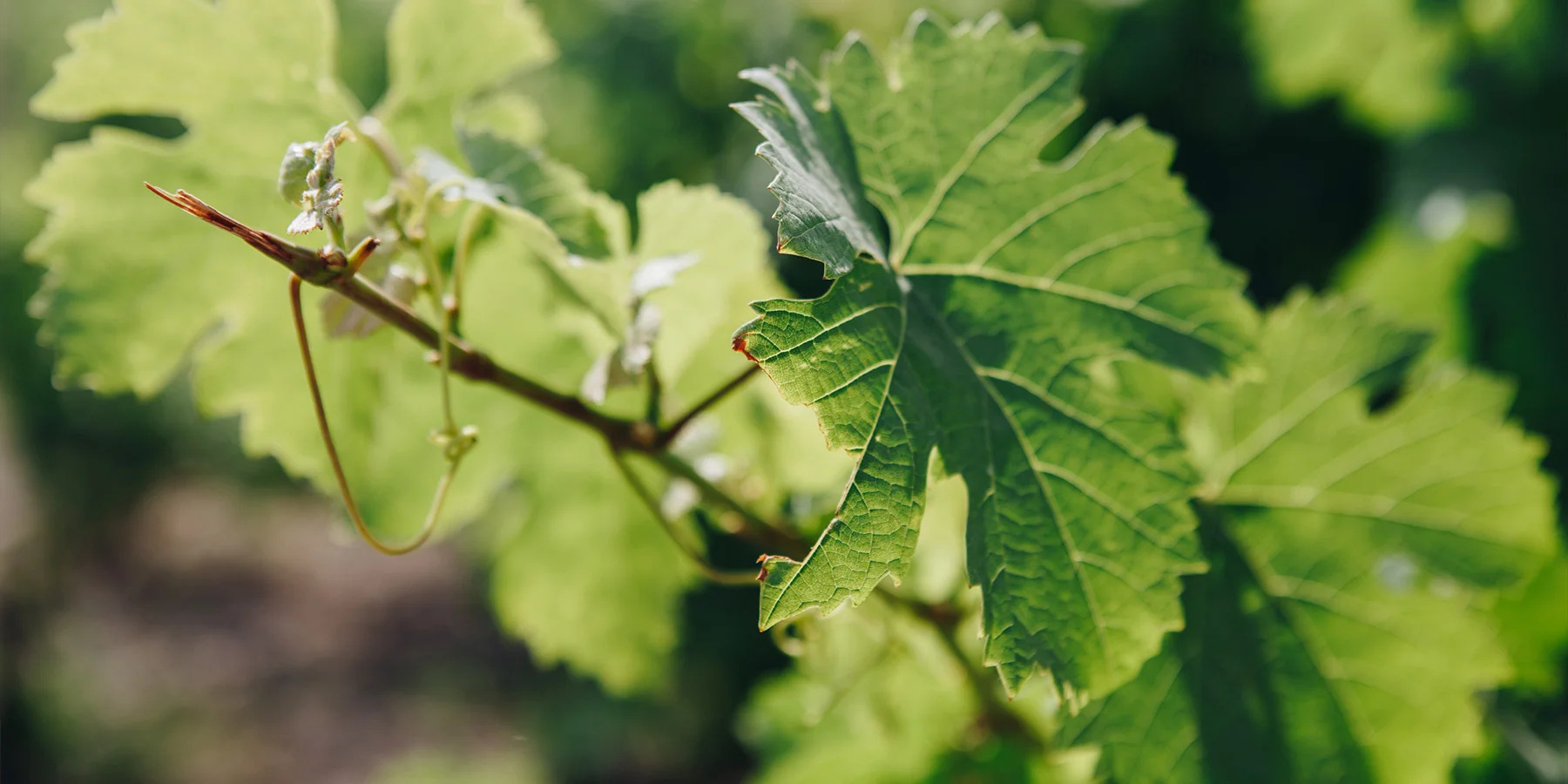 Feuille de vignes