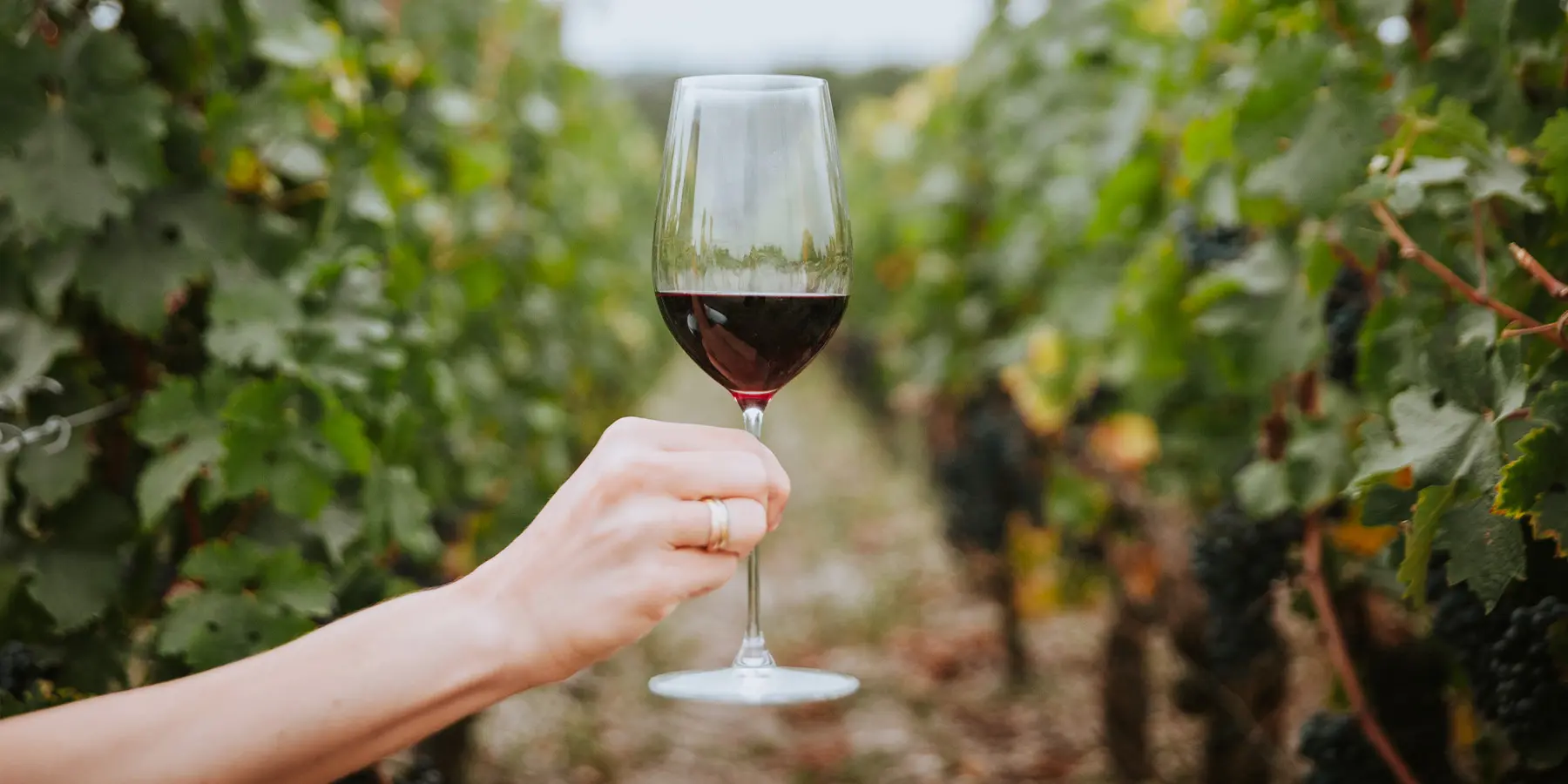 Verre de vin au milieu des vignes