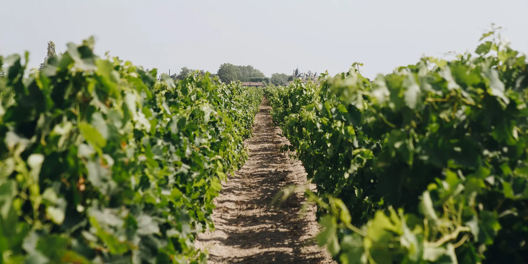 Rows of vines