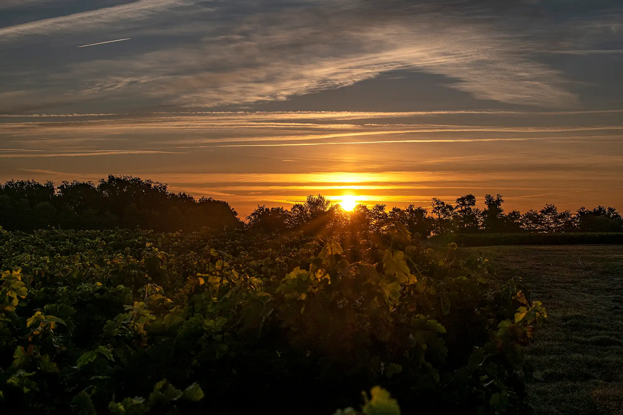 Vineyard of Château Picque Caillou