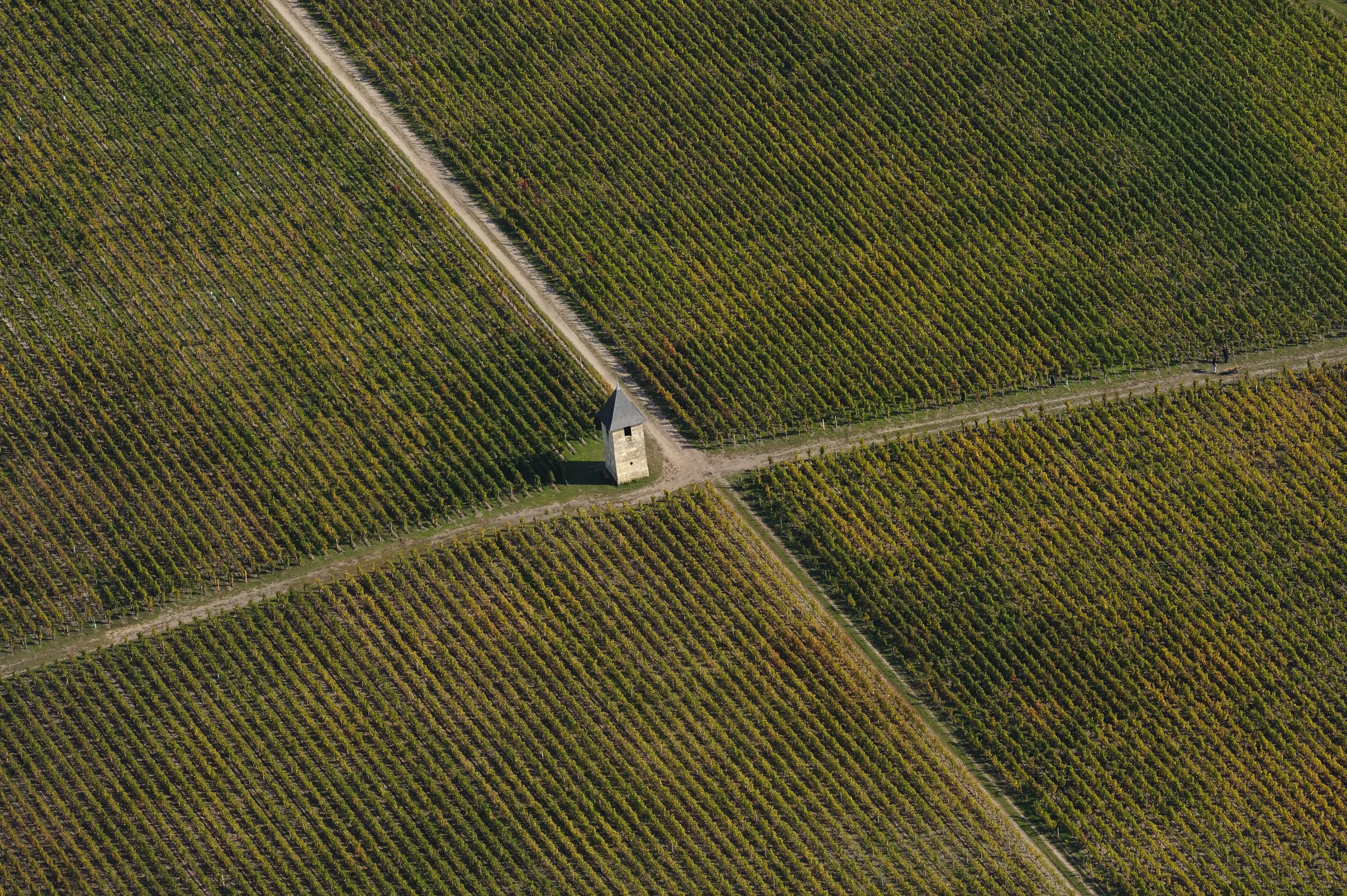 Vineyard of Château Pape Clément