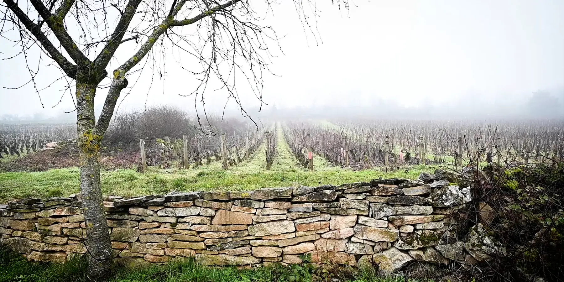 Burgundy vines in the fog