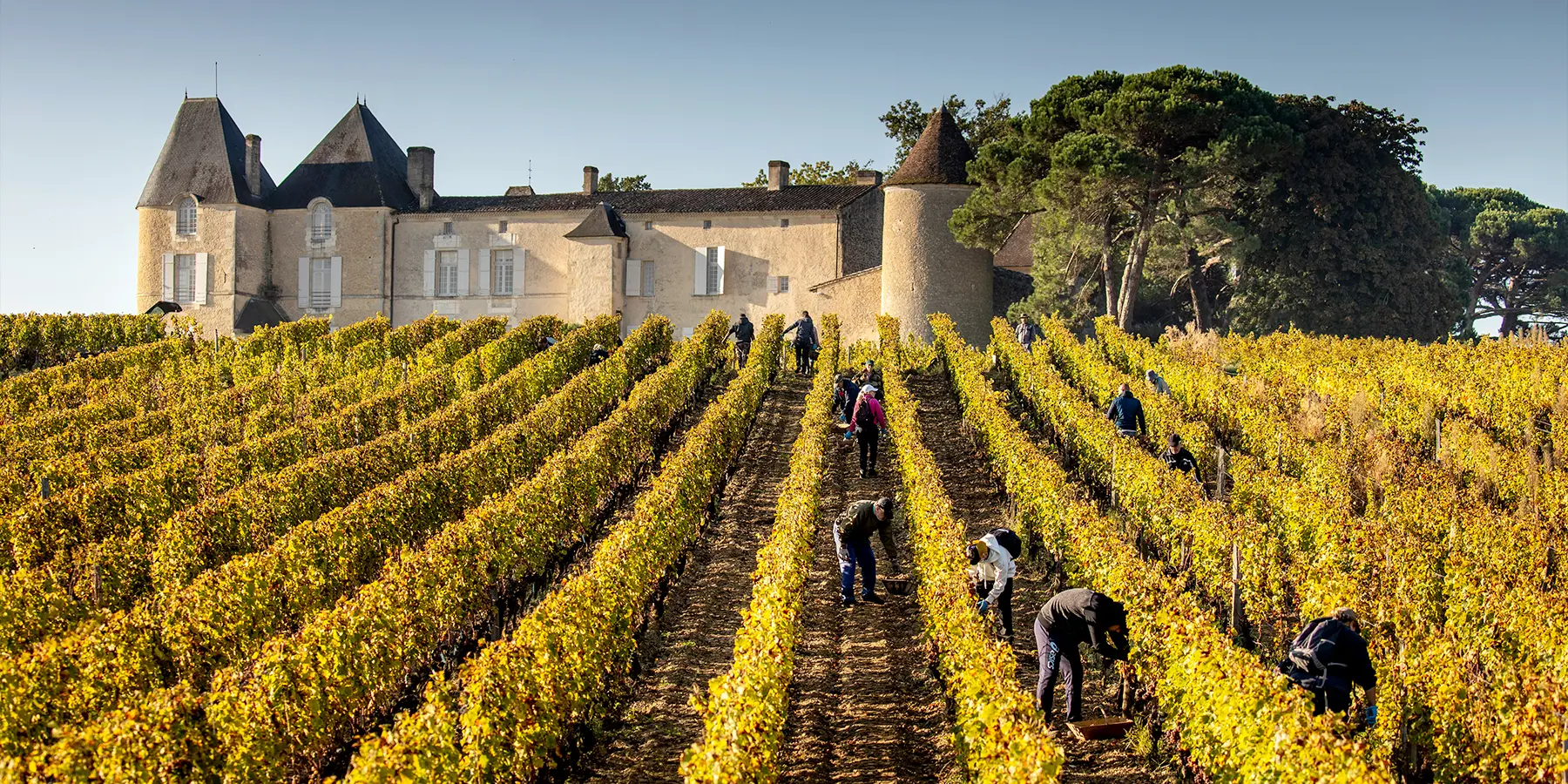 Le Château d'Yquem et ses vignes