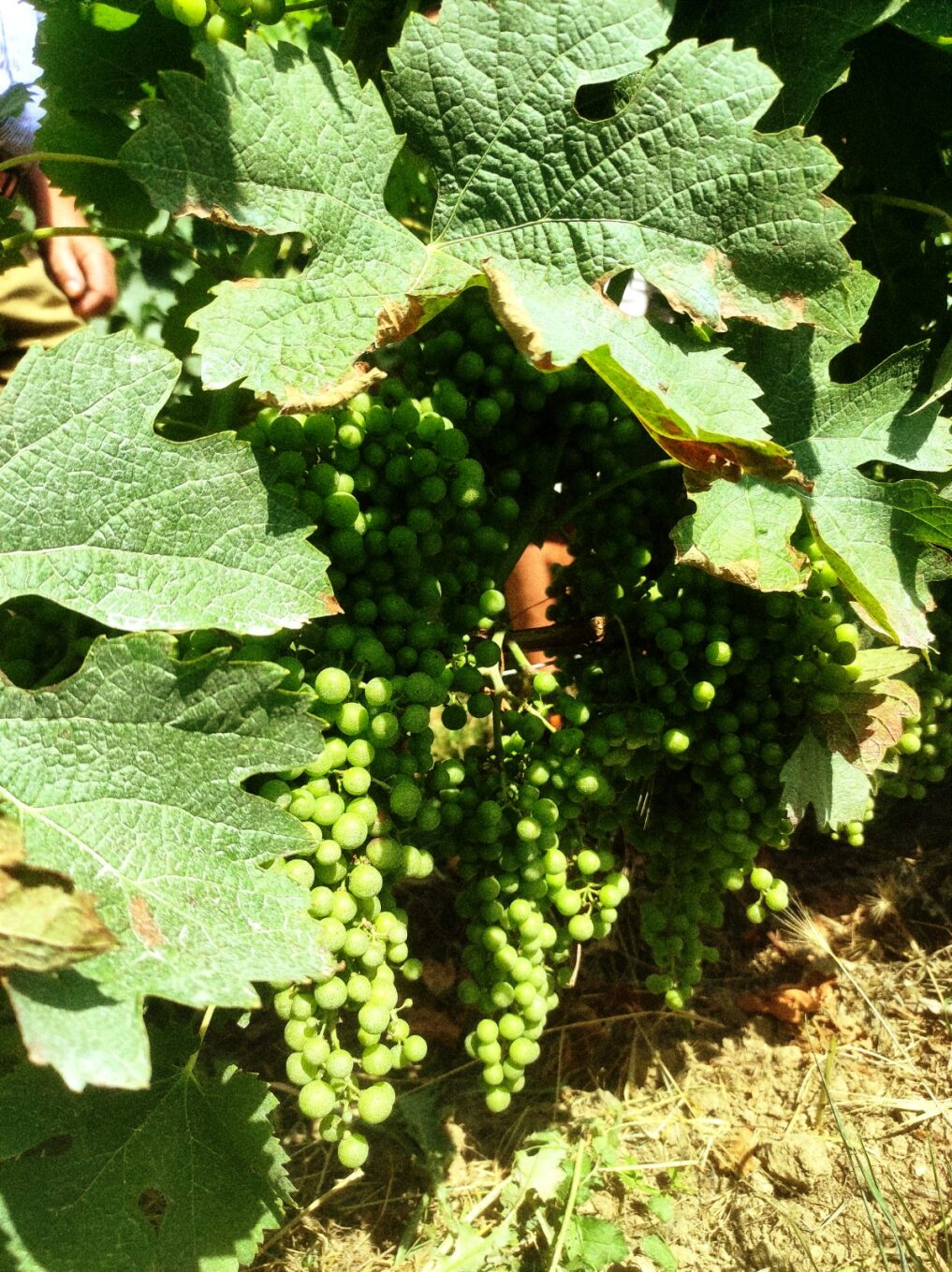 Découvrez l'excellence des grands crus de Saint-Émilion avec U'wine au Château Bellevue.