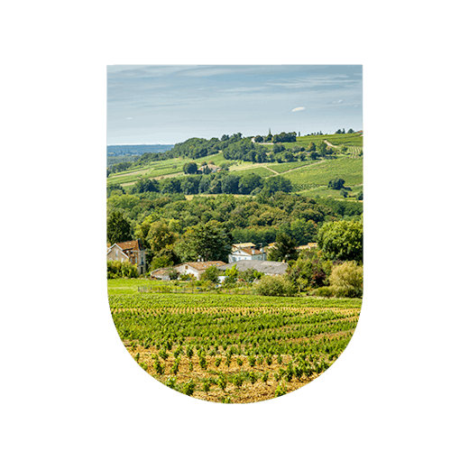 Sauternes: nectar of gold and delicacy wines