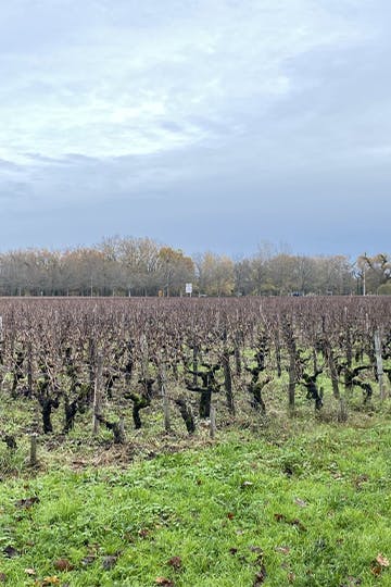 Tour en propriété : Château Picque Caillou, Pessac-Léognan - U'wine