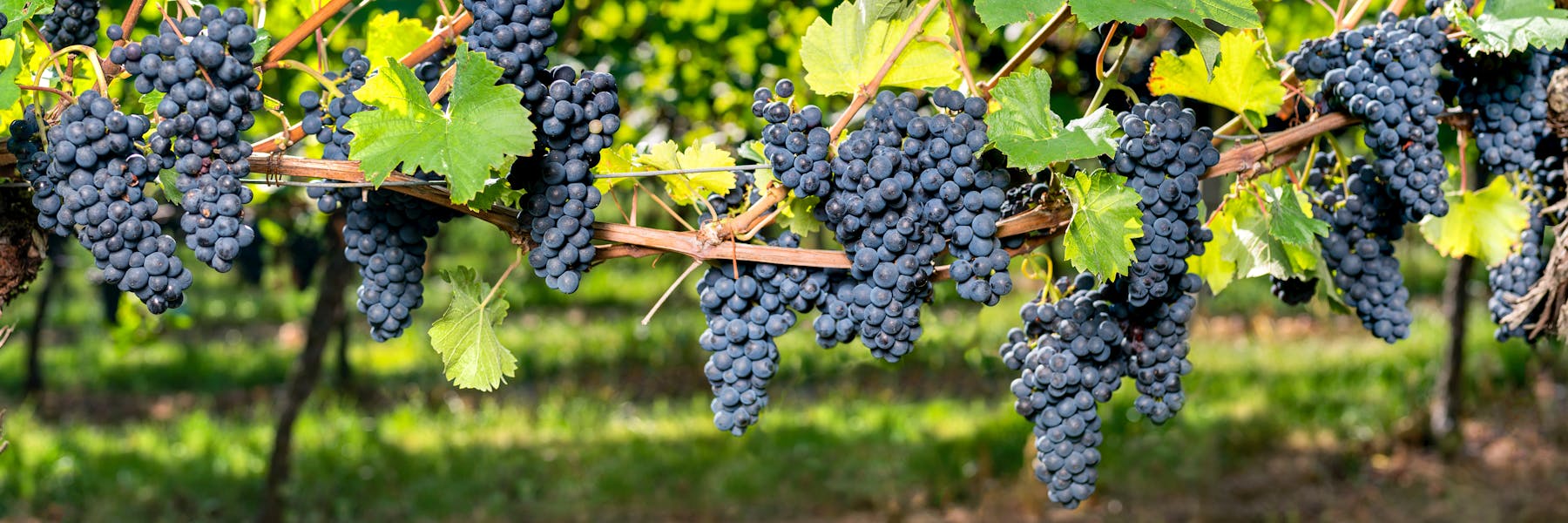 Origine et histoire de la vigne et du vin l U’wine