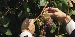 winegrower's hands holding a bunch of grapes
