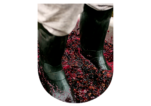 Pressurage raisins pour champagne